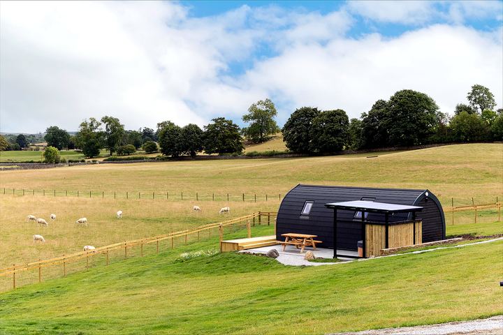 Pod amid the sheep field